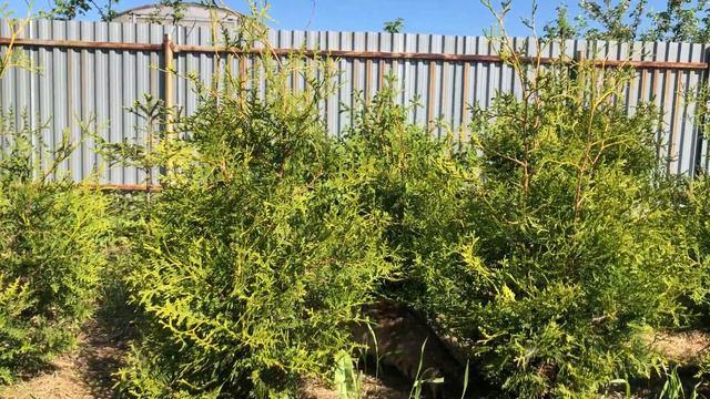 Туя Thuja occidentalis смотреть онлайн