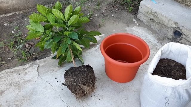 Re potting my Coffee Tree arabica смотреть онлайн