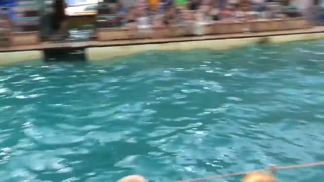 Дельфинарий! Дельфины афалины и белуха поют песни! 1 часть! смотреть онлайн