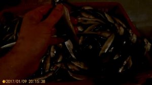 Самый простой способ посолить и завялить корюшку