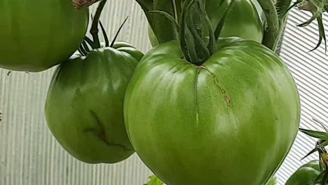 Обзор второй теплицы. Какие сорта томатов созрели. смотреть онлайн
