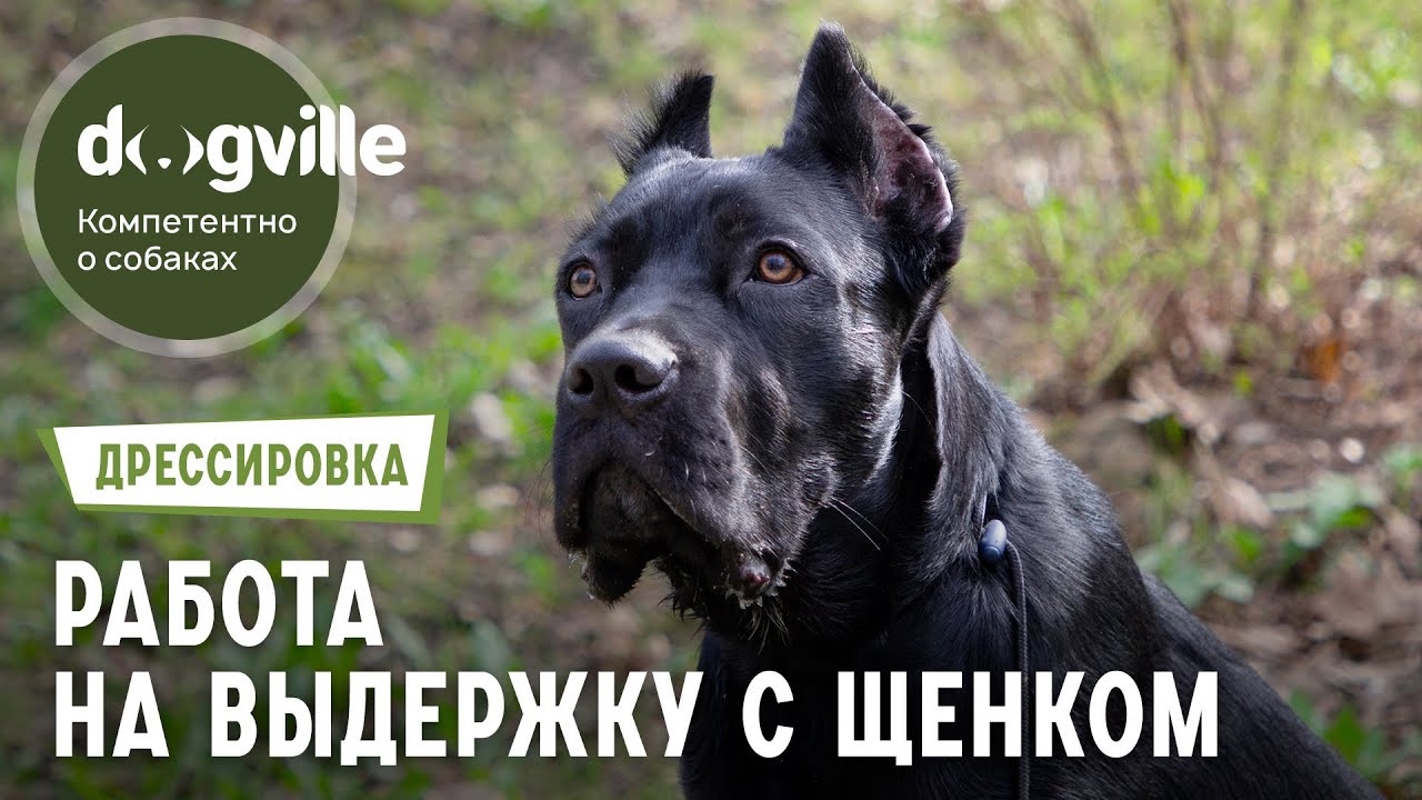 Работа на выдержку – Первое занятие по дрессировке щенка смотреть онлайн
