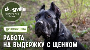 Работа на выдержку – Первое занятие по дрессировке щенка