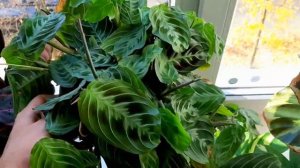 Обзор Марантовых / Калатеи / Ктенанты