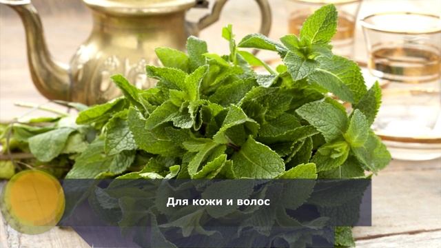 Польза мяты для организма человека и противопоказания смотреть онлайн