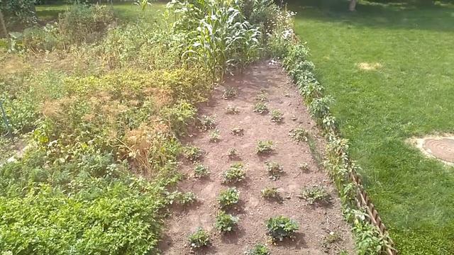 воробьи купаются в песке смотреть онлайн