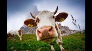 Толкование снов в исламе. Что означает если, во сне видеть КОРОВУ?