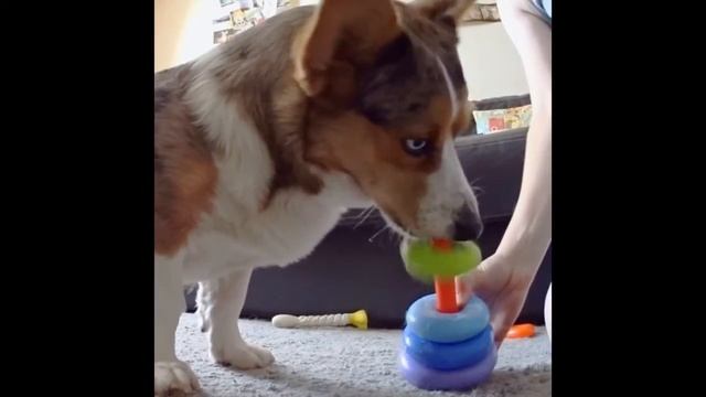 Корги Шерлок собирает пирамидку смотреть онлайн