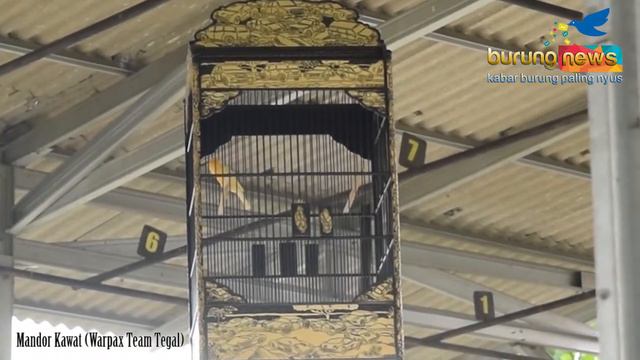 BURUNGNEWS : Saktinya Kenari Mandor Kawat Milik Warpax Team Tegal смотреть онлайн