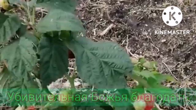 Удивительная Божья благодать. Молитвы по обетованиям. смотреть онлайн