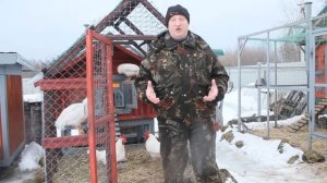 Как подсадить молодок в стадо старых кур.