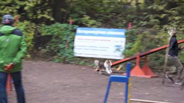 Кубок СПб по аджилити 06.10.13 г. Пионерская v10 смотреть онлайн