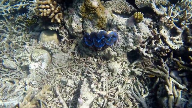 Home Reef Snorkel Vilamendhoo Island Resort, Maldives смотреть онлайн