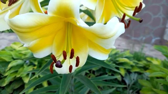 #лилии / Лилия ОТ гибрид Конка д'Ор (лат. lilium Conca d'Or) смотреть онлайн
