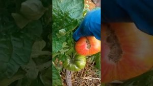 сорт помидорів серія Гном - ДСА