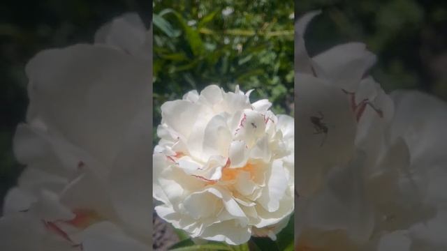 Paeonia "Kelway's Glorious")2.06.2020г.Пион Келвейс Глориус,КелвейсГлоріус смотреть онлайн