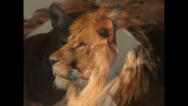 Дикие кошки. смотреть онлайн