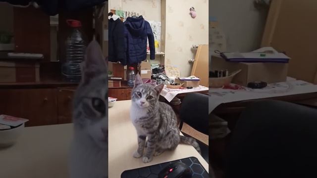 котсмотритютуб.mp4