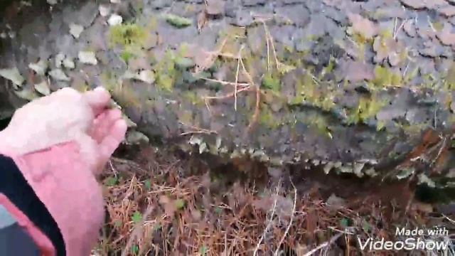 Как я собирала триходерму в лесу. смотреть онлайн