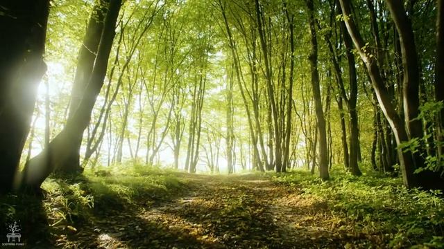 Beautiful Relaxing Music ? Stop Overthinking, Soothing Piano Instrumental Music For Peaceful Mind # смотреть онлайн