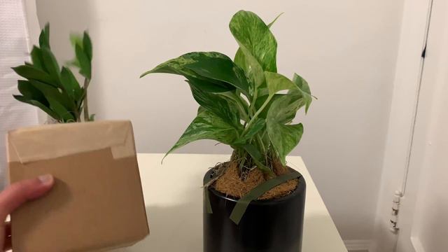 ZZ Plant And Marble Queen Photos Unboxoing And Review - Greenerynyc.com смотреть онлайн
