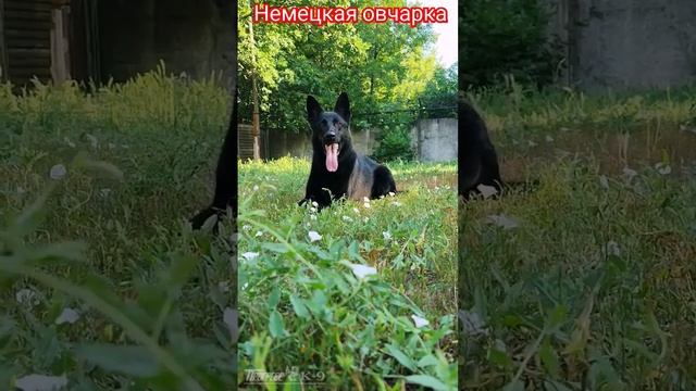 German shepherd dog. Чёрная немецкая овчарка. #dogs #germanshepherd #немецкаяовчарка #shepherd #dog смотреть онлайн