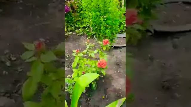 Дачная оранжерея смотреть онлайн