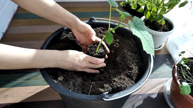 Выращиваем огурцы на балконе и подоконнике смотреть онлайн
