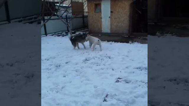 Хаски и Стафф смотреть онлайн