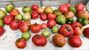 ??ТОМАТ ВЕЛЬМОЖА. Обзор сорта