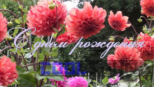 COOLSOUND video studio Portfolio - Фон с днем рождения смотреть онлайн