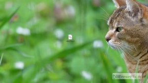 Скачиваем d3dx9_26.dll и устраняем ошибки