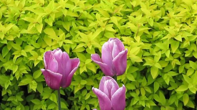 Исцеление Живой Природой тюльпаны цветут смотреть онлайн