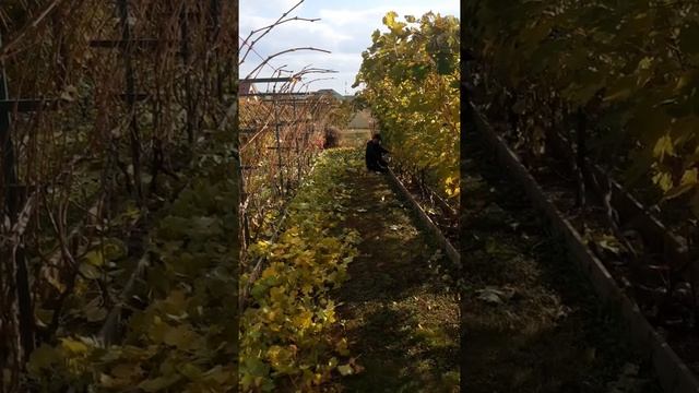 7 кустов за 90 секунд. Удаление листьев винограда. смотреть онлайн