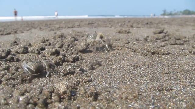 Крабы на пляже Морджим (Morjim Beach)