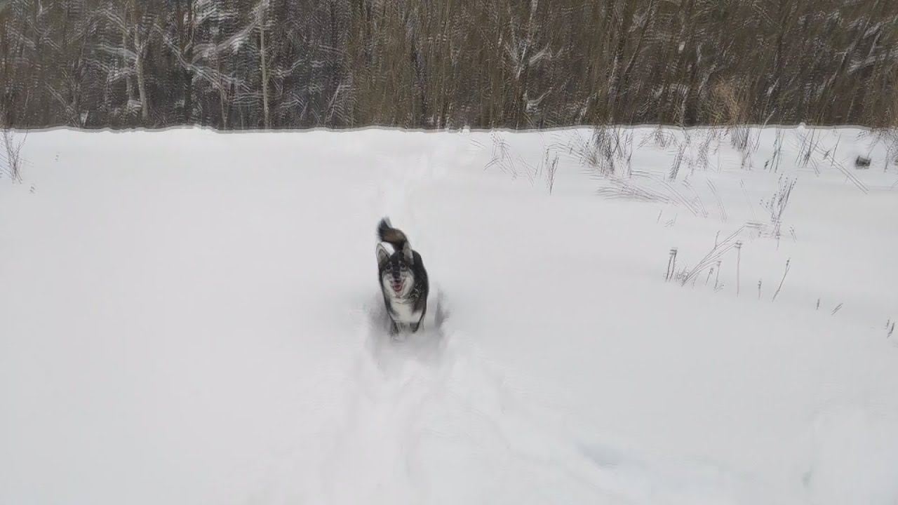 Металлокоп. Новости и новичок на канале. смотреть онлайн