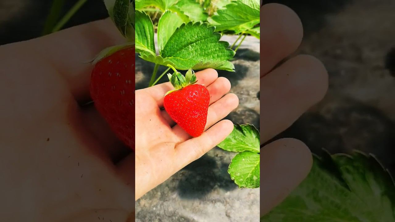 Собираем вкусную и ароматную клубнику смотреть онлайн
