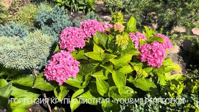 ДЕКОРАТИВНЫЕ РАСТЕНИЯ: ОБЗОР 15 СОРТОВ КРУПНОЛИСТНЫХ ГОРТЕНЗИЙ В ЛАНДШАФТНОМ ДИЗАЙНЕ НАШЕГО САДА смотреть онлайн