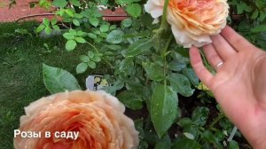 РОЗЫ. РОЗЫ САМЫЕ  УСТОЙЧИВЫЕ К ДОЖДЮ.