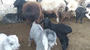 Душанбе 2021 Ленинский район / мол бозор Душанбе ленинский район Гусфандхо / #Мол_Бозор