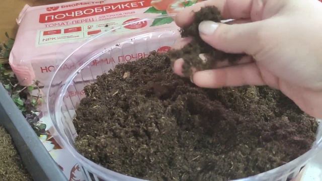 ВЫБОР ГРУНТА ДЛЯ ПОСЕВА ТОМАТОВ И ПЕРЦЕВ 🌶️🍅🌶️🍅🤫 смотреть онлайн