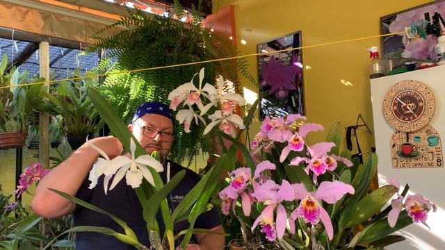 BRASILAELIA PURPURATA ou CATTLEYA PURPURATA? Dicas para você cultivar essa linda orquídea смотреть онлайн