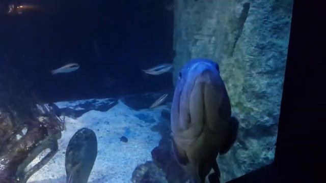 Музей океанографии в Монако. смотреть онлайн