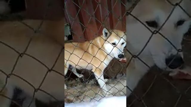 Продам щенков волэнда 4 поколения смотреть онлайн