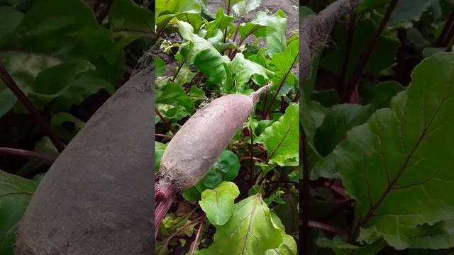 Сад огород свекла столовая цилиндрическая смотреть онлайн