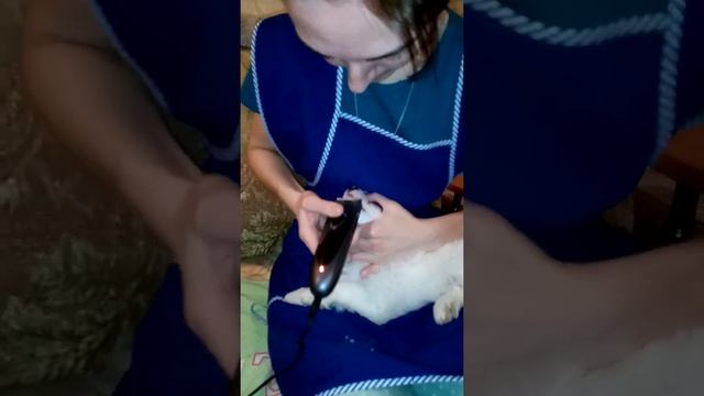 Как брить морду КХС щенкам смотреть онлайн