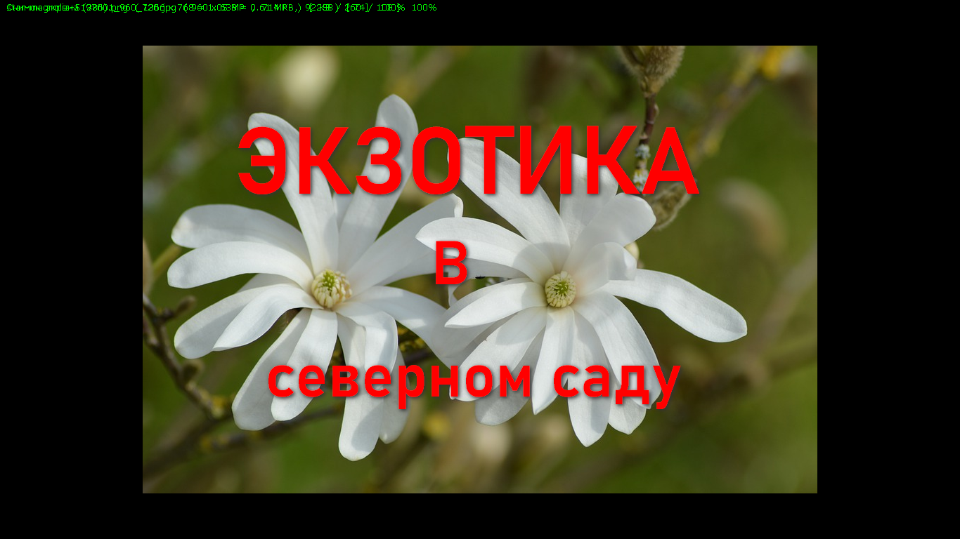 Экзотическое растение- магнолия- в северном саду смотреть онлайн