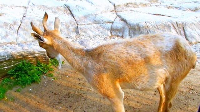 Винторогий Козел Мархур. Винторогие Козлы Самец и Самка. Животные Красной Книги. Видео с Животными смотреть онлайн