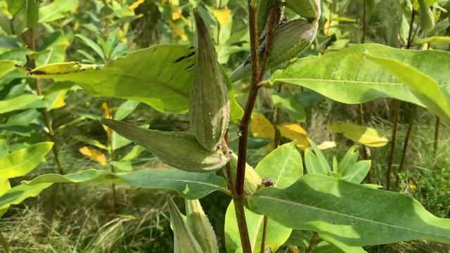 Earth Worker Forager Shares Foraging Tips смотреть онлайн