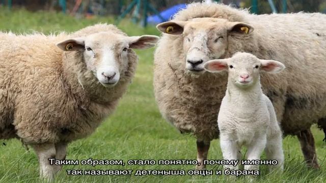 Как называют детеныша овцы и барана? смотреть онлайн